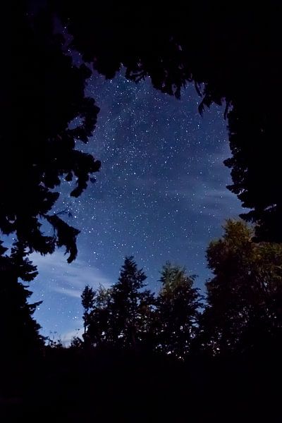 Sternenhimmel über den Ästen der Bäume und Berge, Nachtlandschaft. Tourismus im Kaukasus in Abchasie von Michael Semenov