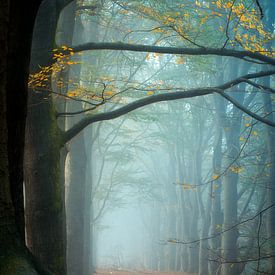 Photographie de la forêt "L'appel de la forêt sur Björn van den Berg
