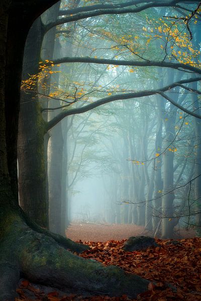 Forest photography &quot;call of the forest&quot; by Björn van den Berg