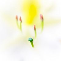 OVNI : Objet floral non identifié