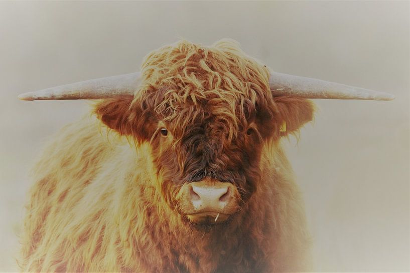 Scottish Highlander by Leon Saanen