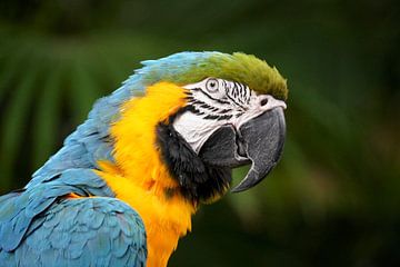 Kleurrijke Papegaai close-up van Reistypje