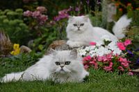zwei Katzen zwischen Blumen