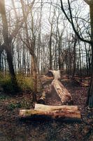 Boomstronken in het bos