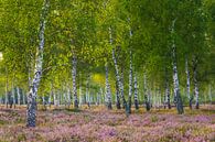 Heath and birches in the morning light III by Daniela Beyer thumbnail