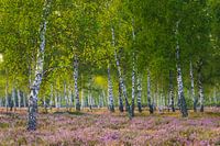 Heath and birches in the morning light III