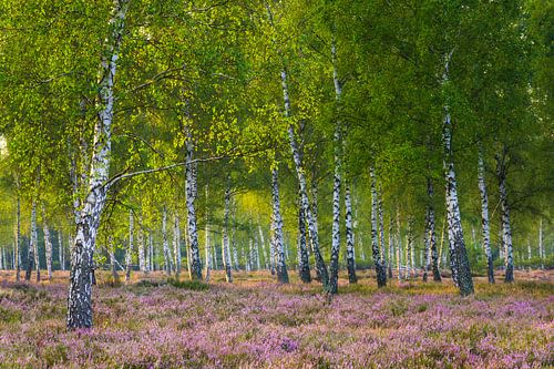 Heide en berken in het ochtendlicht III van Daniela Beyer