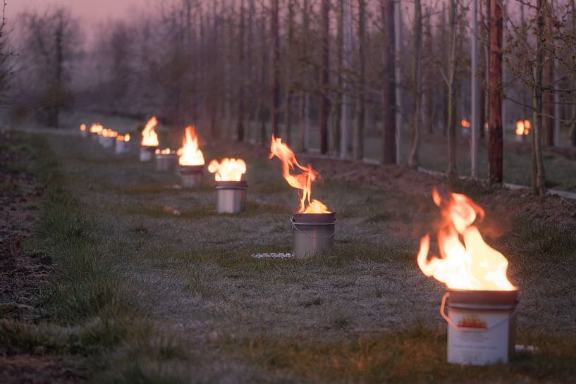 Fire pots cherry orchard by Moetwil en van Dijk - Fotografie