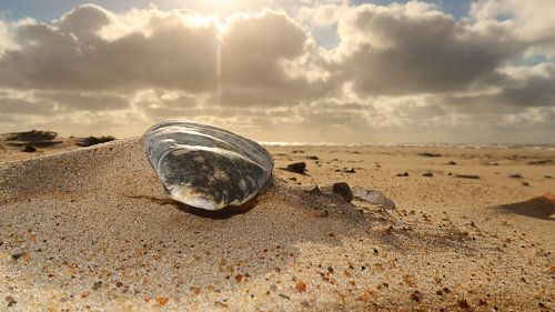 Shell