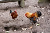 Un poulet et un coq cherchent de la nourriture
