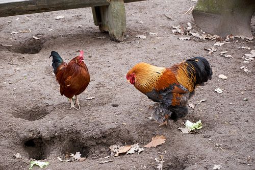 Een kip en een haan zijn op zoek naar voedsel