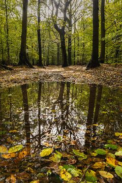 Herbstwald spiegelt sich in einem Teich aus Blättern von Bram Lubbers