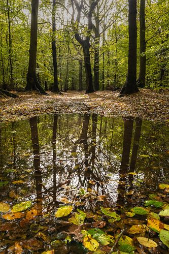 Autumn forest reflects in a pool of leaves