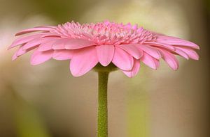 La magie du gerbera