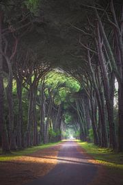 Footpath in the pinewood. San Rossore park. Pisa by Stefano Orazzini