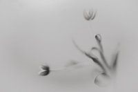 Elegante tulp