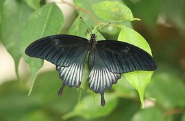 Great Mormon by Matthias Brix