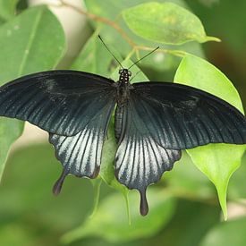 Großer Mormon von Matthias Brix