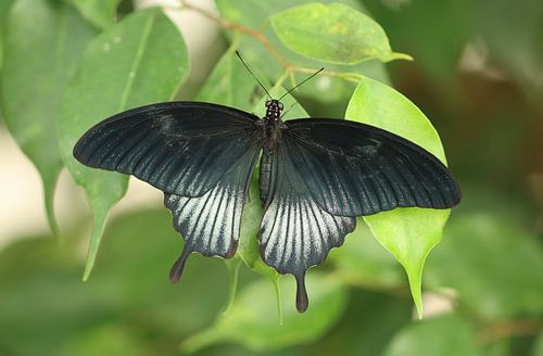 Grote Mormon van Matthias Brix