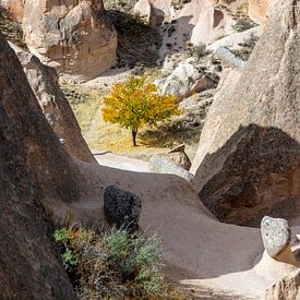 Der Baum von Tilo Grellmann
