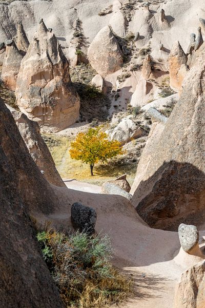 Der Baum von Tilo Grellmann