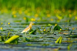 The Squacco Heron in the Danube Delta