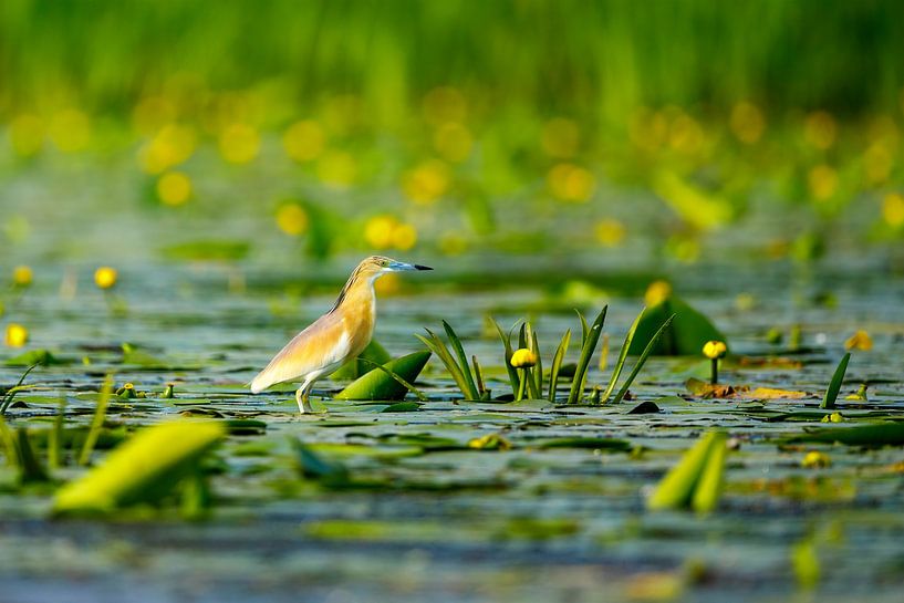 Der Rallenreiher im Donaudelta von Roland Brack