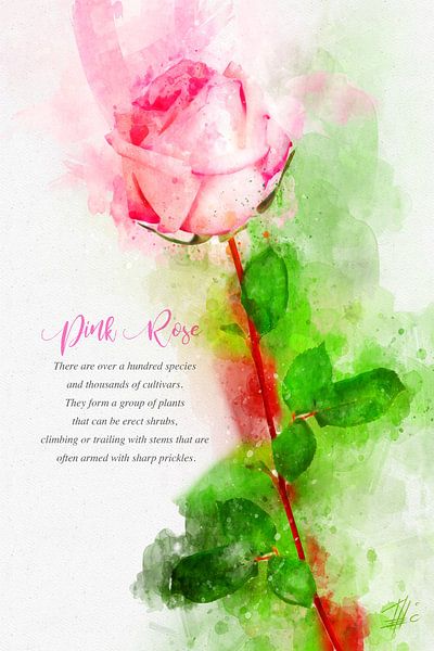 Rosa Rose von Theodor Decker