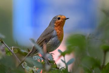 Robin (redbreast) by Kim de Been