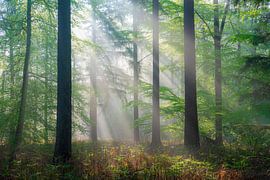 Fairytale forest by Eddy Reynecke