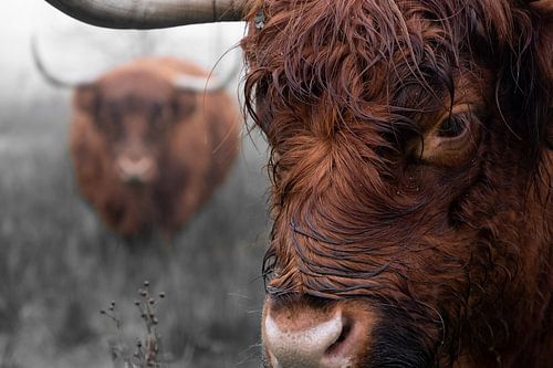 Schotse hooglander (5)