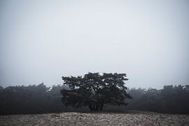 Soesterduinen