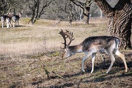 Damhert van Wilna Thomas