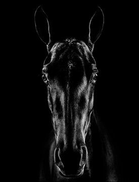 Das Pferd in Noir, Jackson Carvalho von 1x