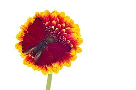 An exotic butterfly on a flower by Roland Brack