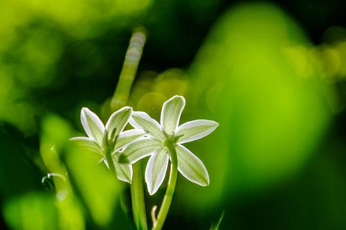 L'ornithogale en ombelle  à la lumière du soleil