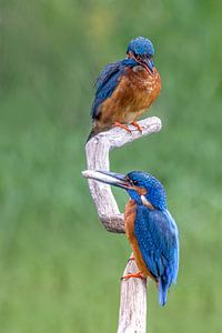 Mr and Mrs Kingfisher by Thomas Herzog