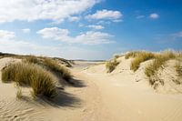Dünen an der niederländischen Küste