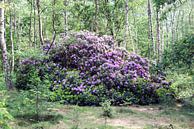 Giant purple rhododendron plant in bark forest by ChrisWillemsen thumbnail