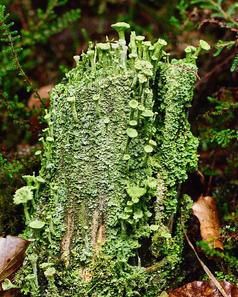 Little works of art are those lichens by Natuurpracht   Kees Doornenbal