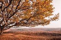 Eiche im Herbst auf abfallender Heidelandschaft von Mayra Fotografie Miniaturansicht