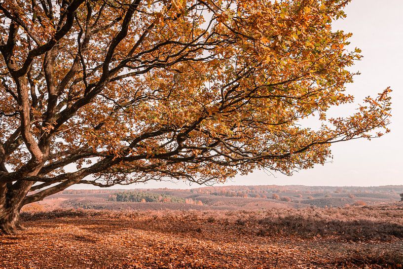 Eiche im Herbst auf abfallender Heidelandschaft von Mayra Fotografie