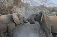 Vechtende olifanten in Pilanesberg National Parc Zuid Afrika van Ralph van Leuveren thumbnail