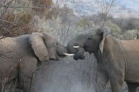 Fighting elephants in Pilanesberg National Park South Africa