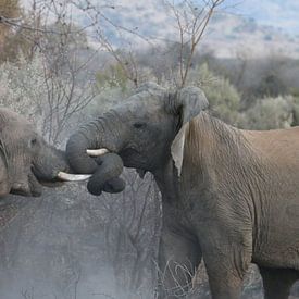 Fighting elephants in Pilanesberg National Park South Africa