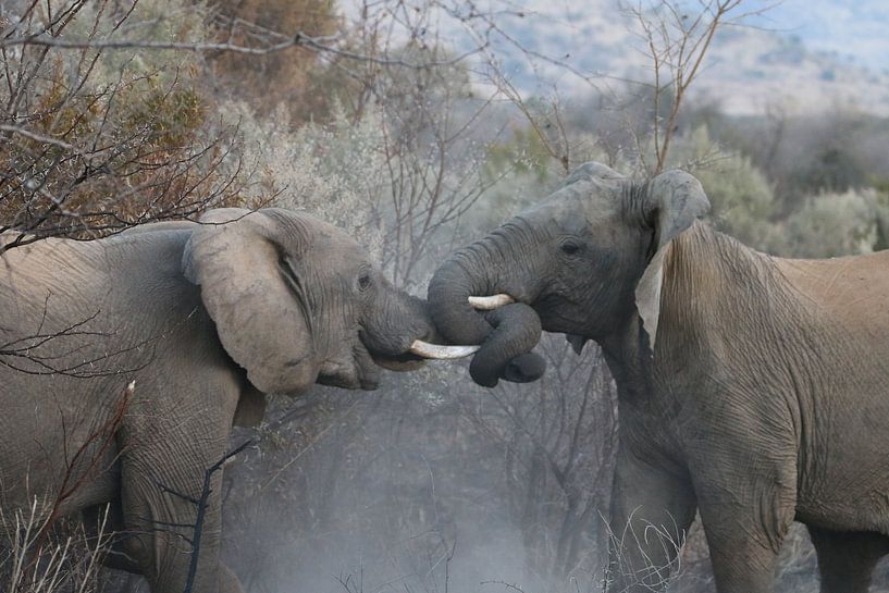 Vechtende olifanten in Pilanesberg National Parc Zuid Afrika van Ralph van Leuveren