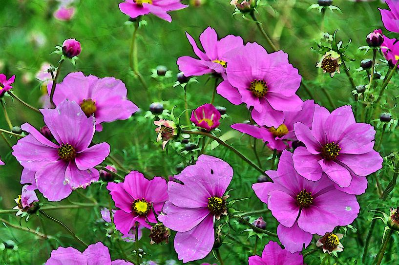 Cosmea 1 van Edgar Schermaul