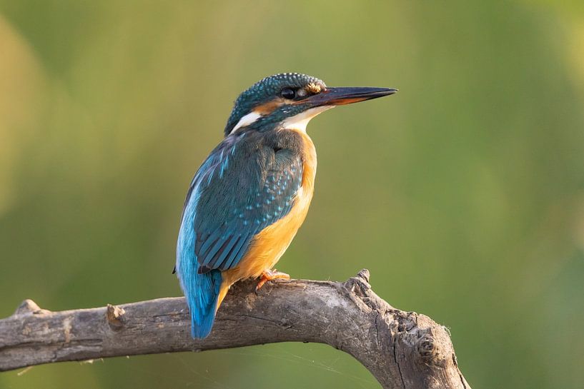 Eisvogel, Alcedo atthis von Gert Hilbink