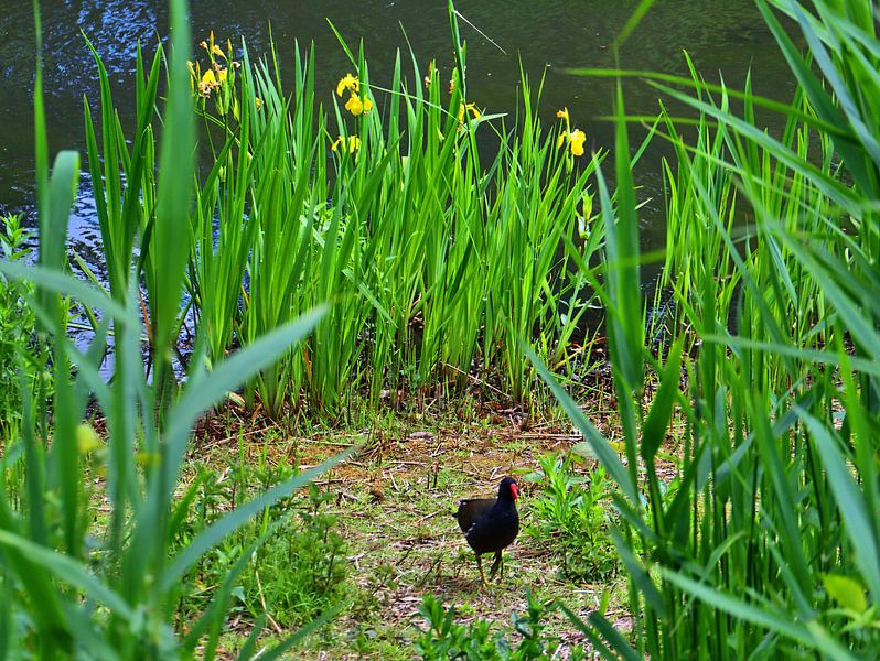 Koet 1 van Edgar Schermaul