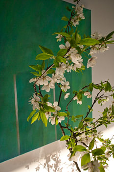 Kirschblüte und Kunst